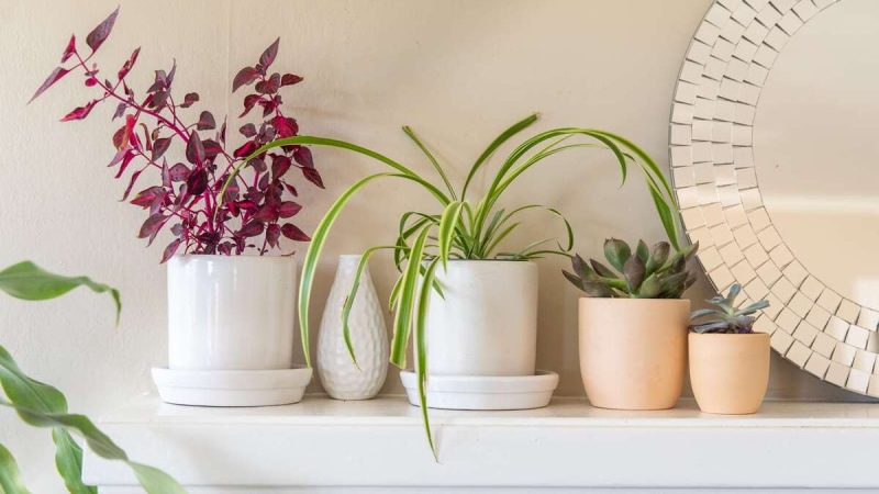 Seasonal Decor Updates Using Indoor Plant Pots In Austin Homes