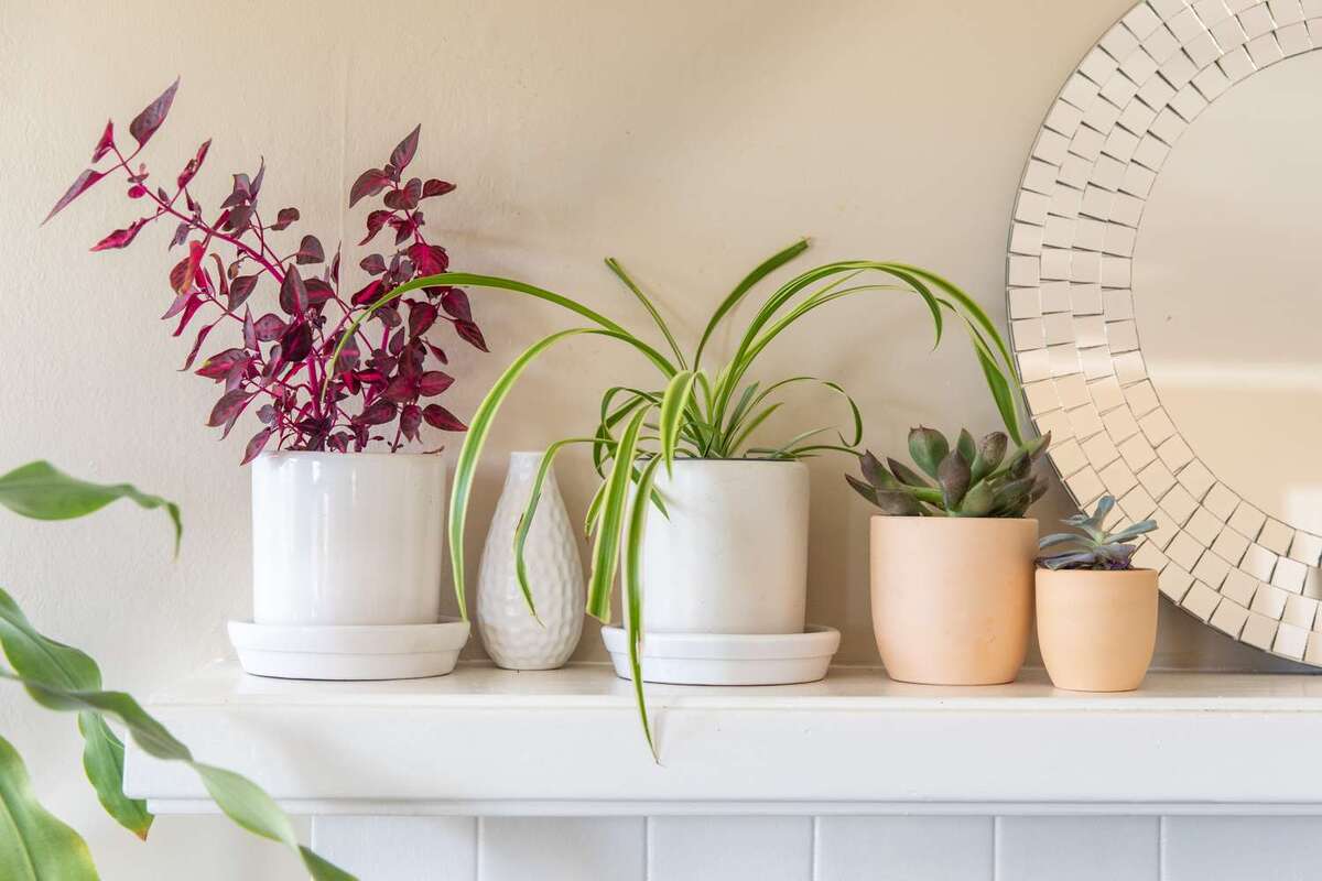 Seasonal Decor Updates Using Indoor Plant Pots In Austin Homes